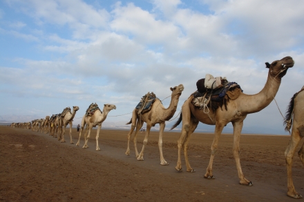 ETHIOPIA: DANKALIA (EST. HARRAR O NATALE COPTO LALIBELA) 23/12/2015 -  ARGONAUTI  EXPLORERS